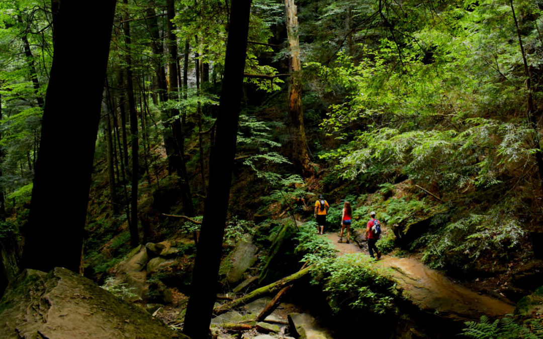 persone che camminano nella foresta