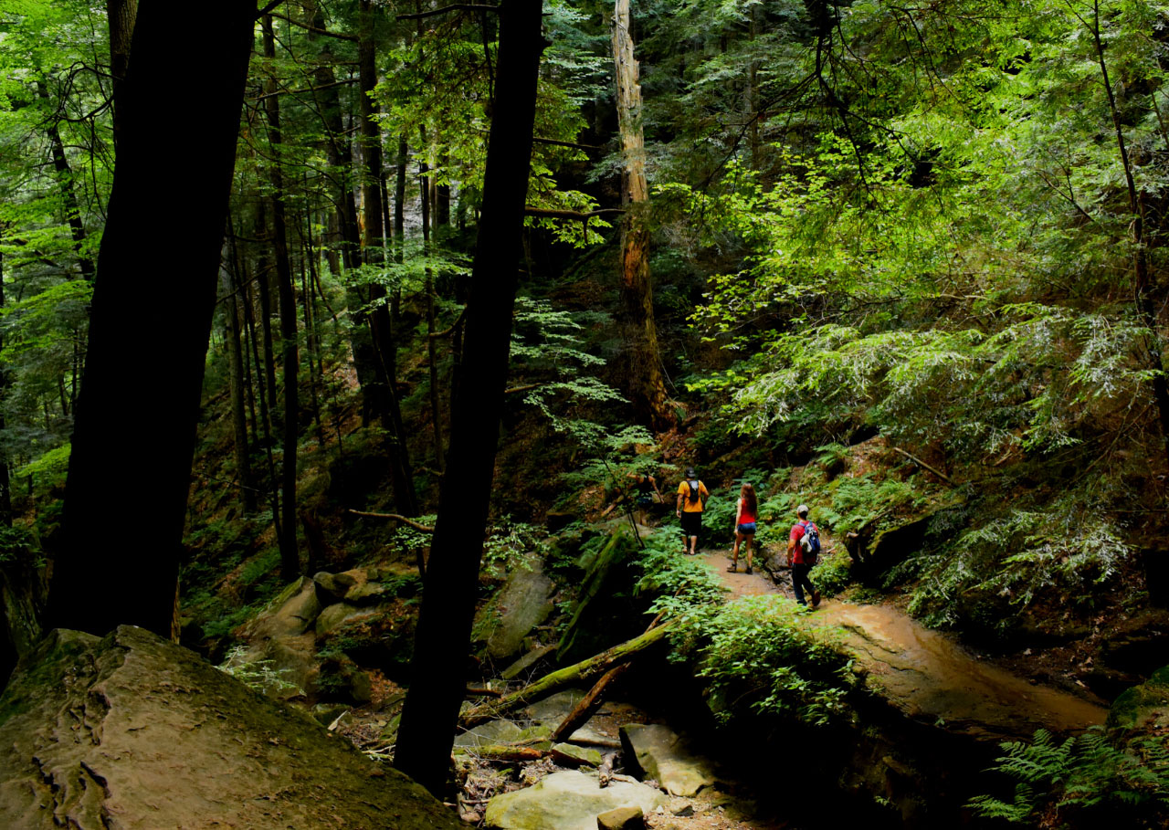 persone che camminano nella foresta